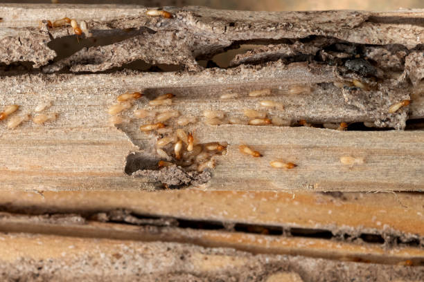 Best Pest Inspection Near Me  in Pleasant Ridge, MI
